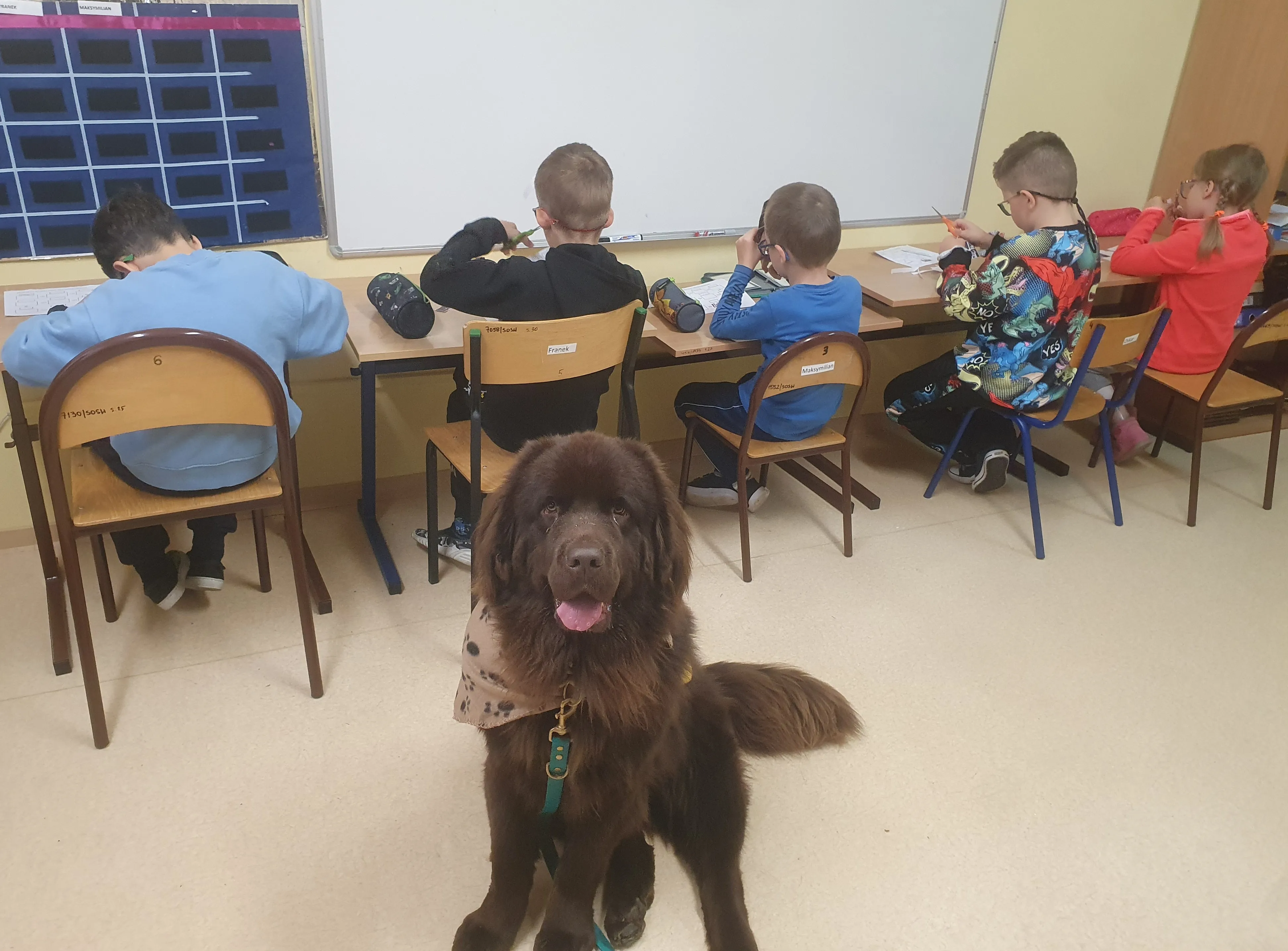 dogoterapia